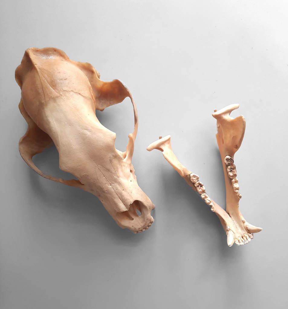 НВ-26626_1 (3) череп и нижняя челюсть медведя.jpg