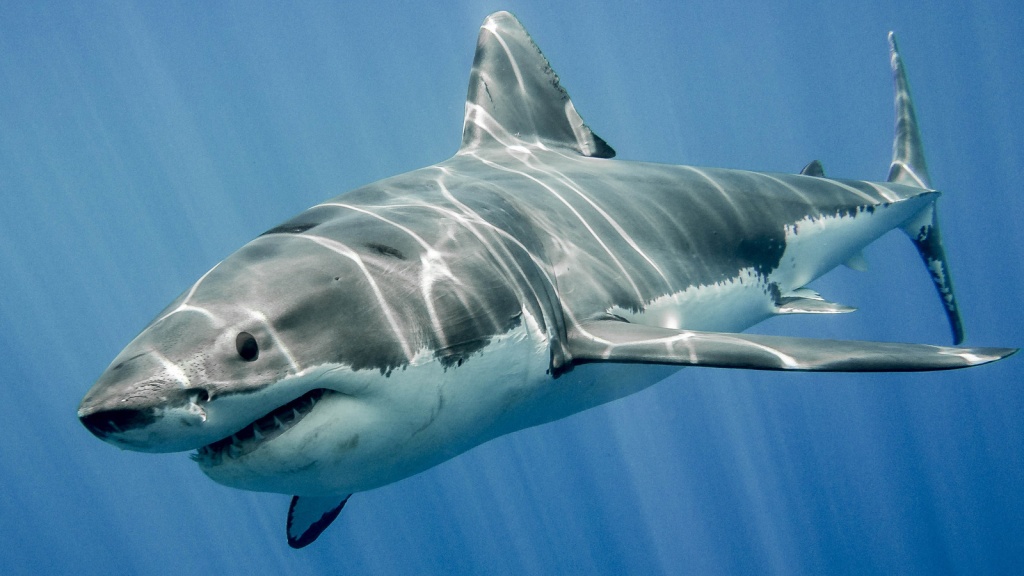 белая акула интернет.jpg