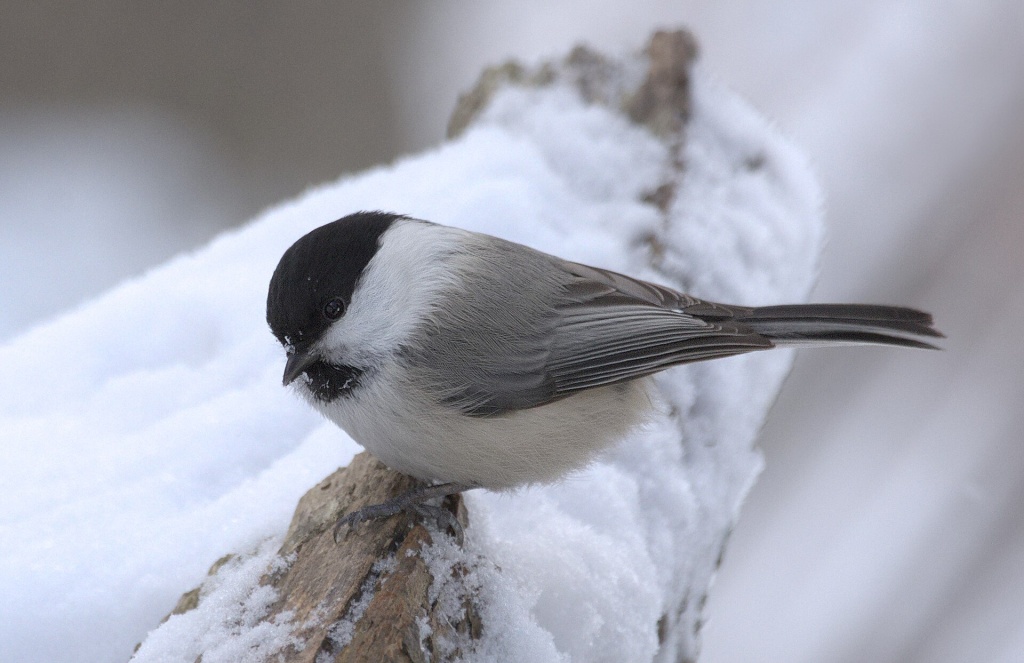 Буроголовая_гаичка_(Poecile_montanus)_Деревлёвский_ручей_Битцевского_леса.jpg