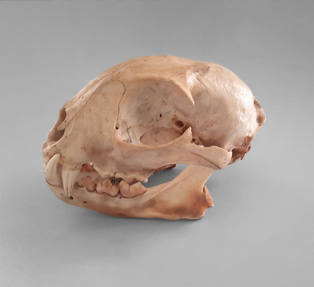 НВ-21143_6 (6) череп и нижняя челюсть рыси.jpg