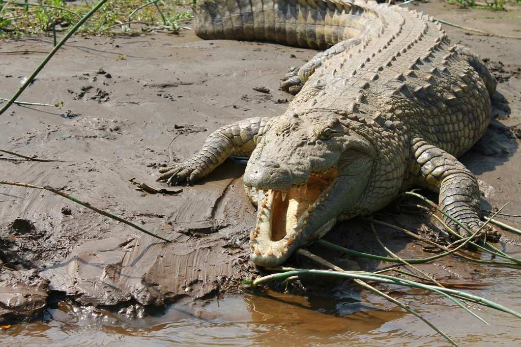 нильский крокодил.jpg