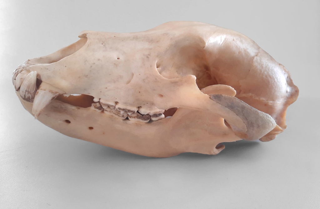 НВ-26626_1 (1) череп и нижняя челюсть медведя.jpg