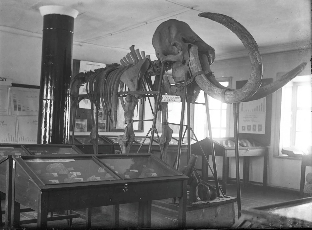 3. Скелет мамонта 1927 г. ТМ-6878 НТМ-002.jpg